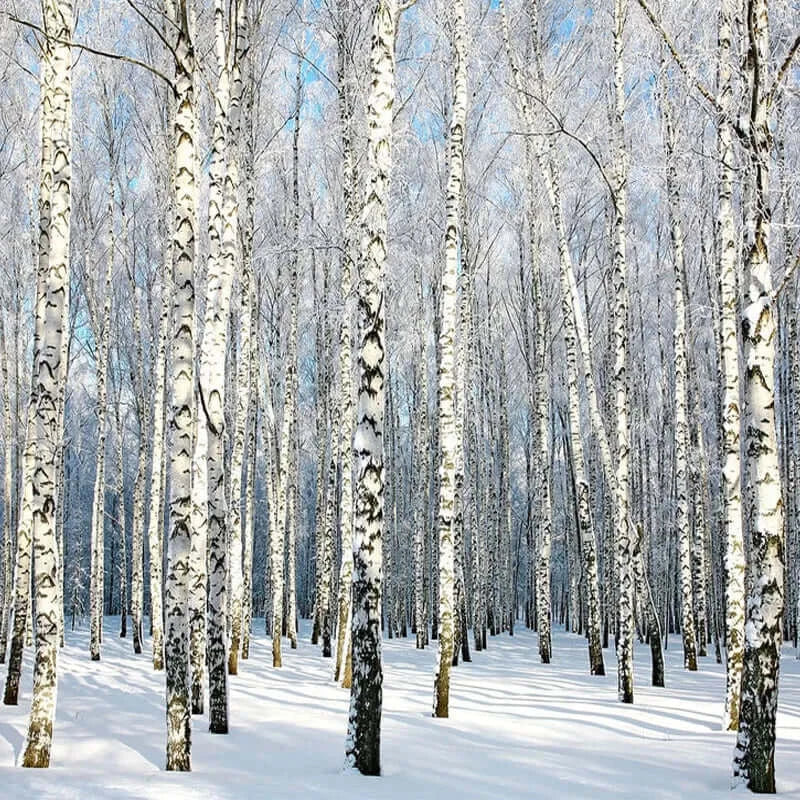Snow Birch Tree Forest Wallpaper